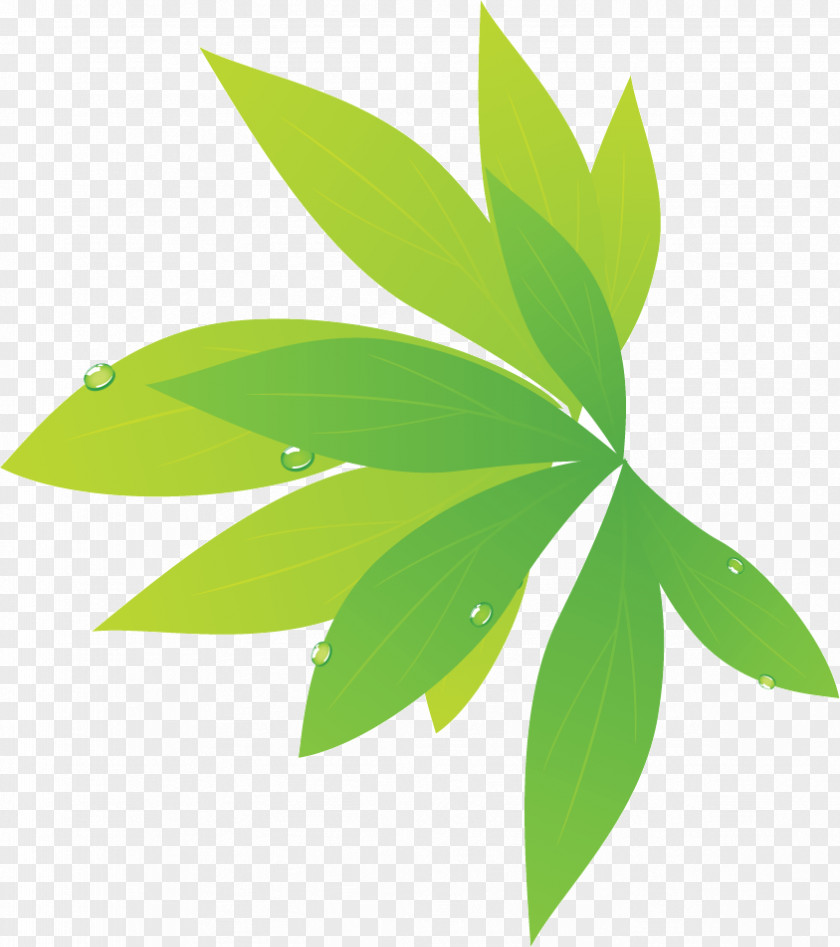 Leaf Photography Plant Stem PNG