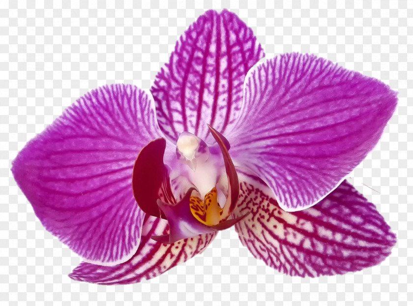 Purple Orchid Moth Orchids Butterfly Violet Flower PNG