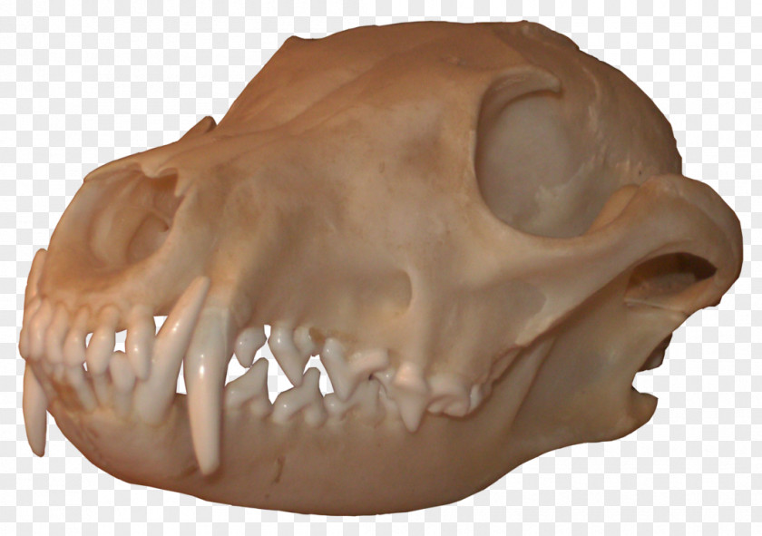 Skulls Skull Bone Red Fox Snout Nose PNG