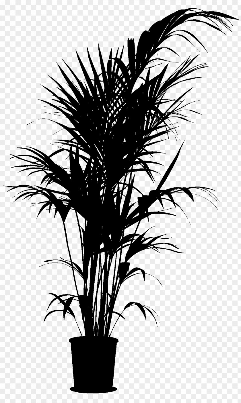 Asian Palmyra Palm Rhapis Excelsa Trees Clip Art PNG