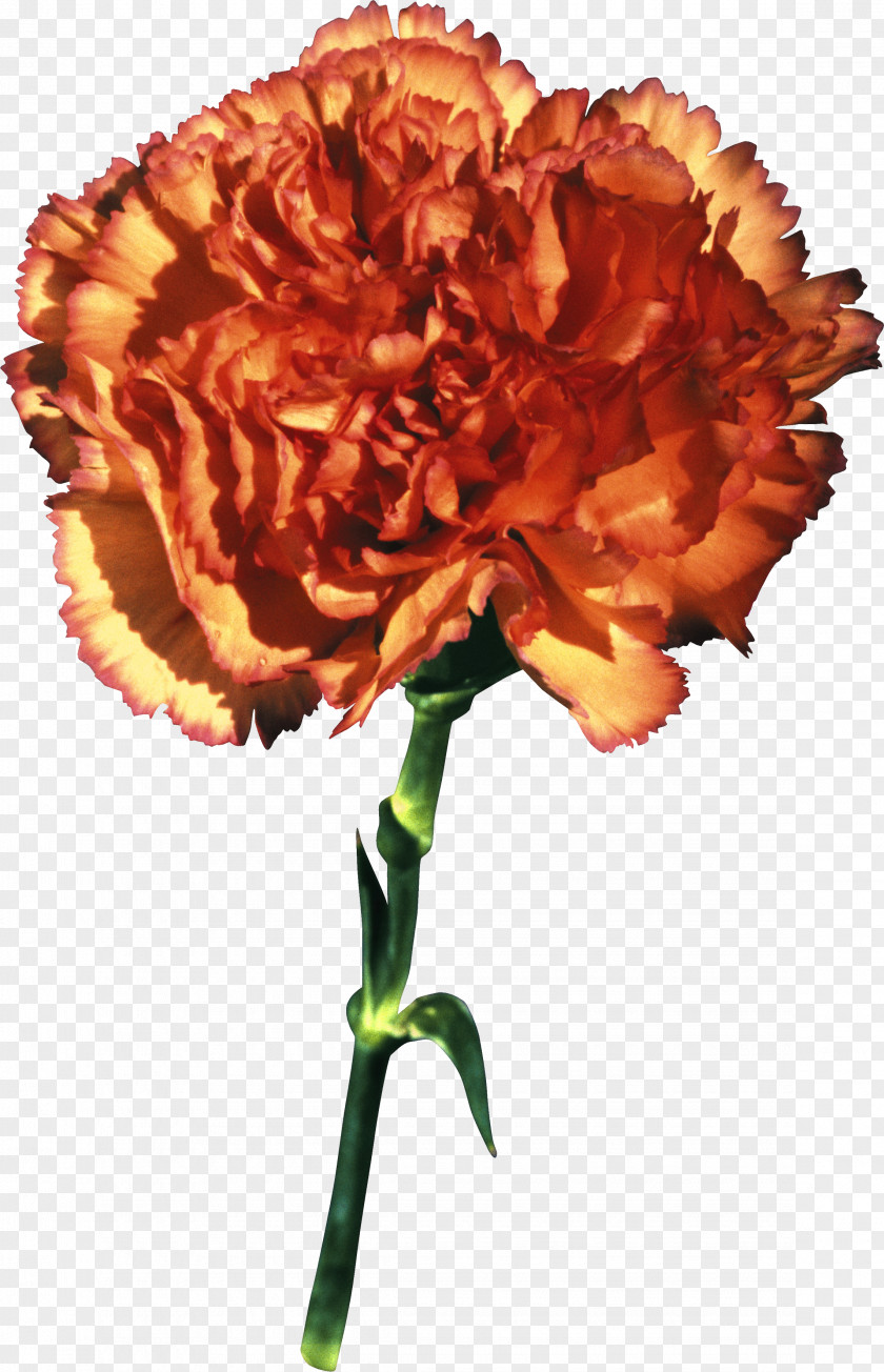 CARNATION Carnation Dianthus Chinensis Cut Flowers PNG