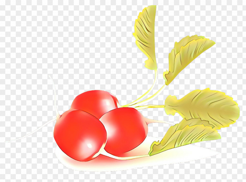 Flower Food Vegetable Radish Plant PNG