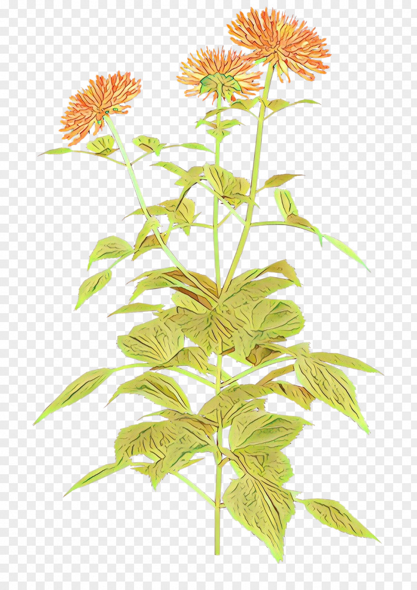 Flower Plant Stem Herbaceous Perennial PNG