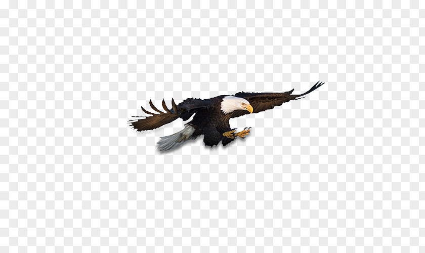 Flying Eagles Bald Eagle Download Clip Art PNG