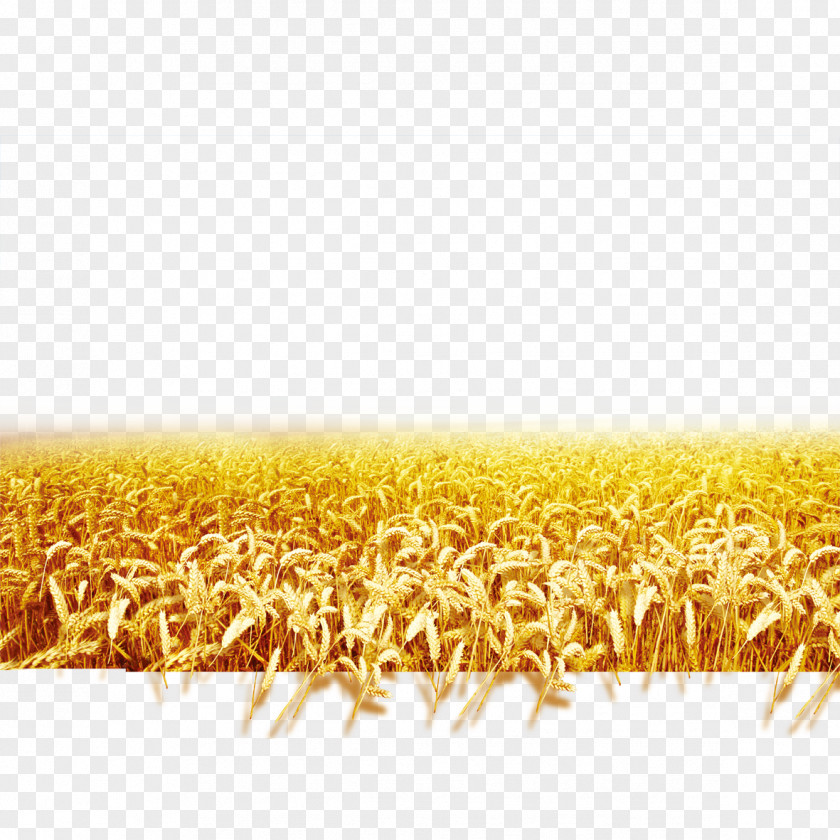 Harvest Wheat Field Download Landscape PNG