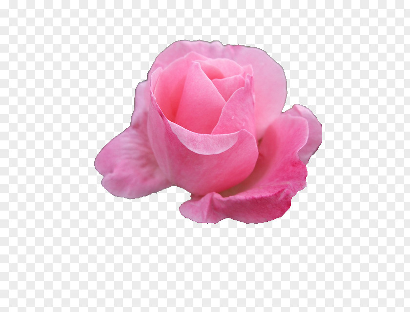 Light Pink Flower Bouquet Rose Wreath Flowers PNG