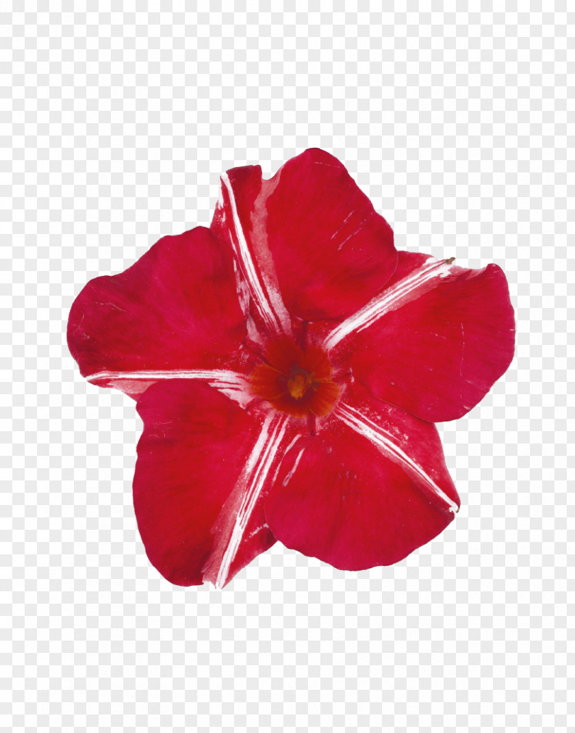 Mandevilla Sanderi Hibiscus Rocktrumpet Plant Gardening Petal PNG