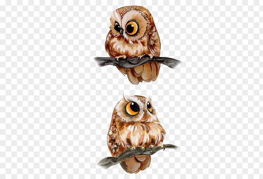 Owl Barn Drawing Bird Clip Art PNG