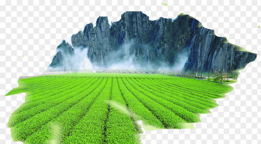 Tea Field Ink Painting Wuyi Green Mount Heng Longjing PNG