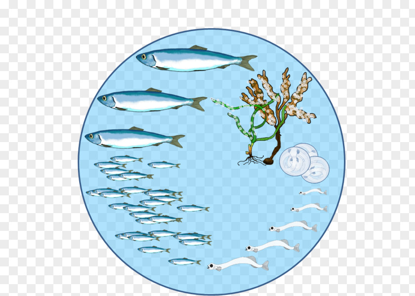 Oklahoma Department Of Agriculture Food And Forest Herring Biological Life Cycle Reproduction Biology Fish PNG