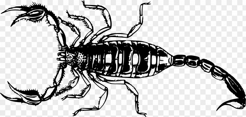 Scorpions Scorpion Clip Art PNG