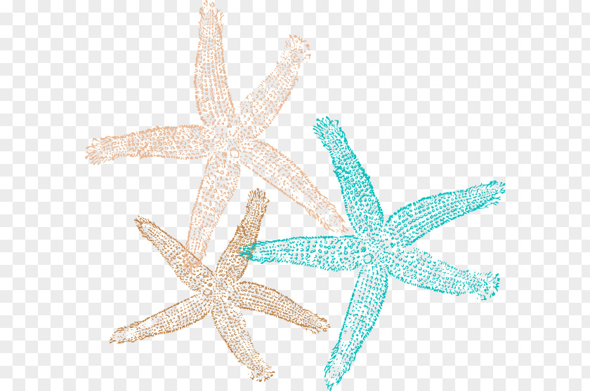 Starfish Vector Sand Dollar Clip Art PNG