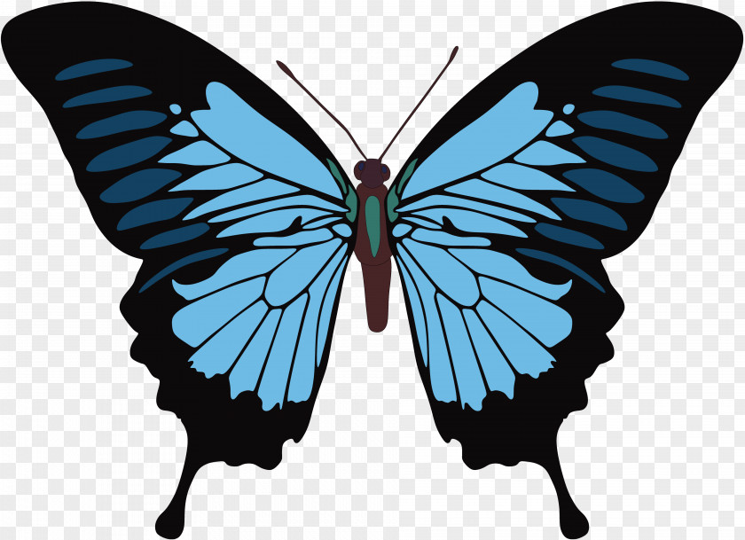 Thin Monarch Butterfly Papilio Ulysses PNG