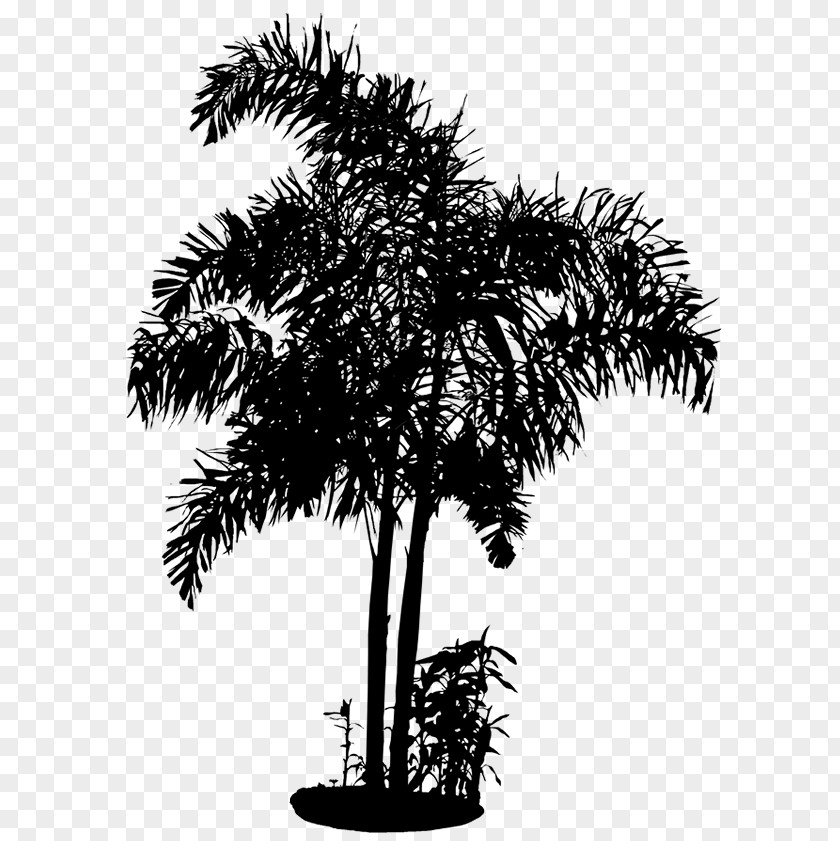 Asian Palmyra Palm Date Flowerpot Trees Houseplant PNG