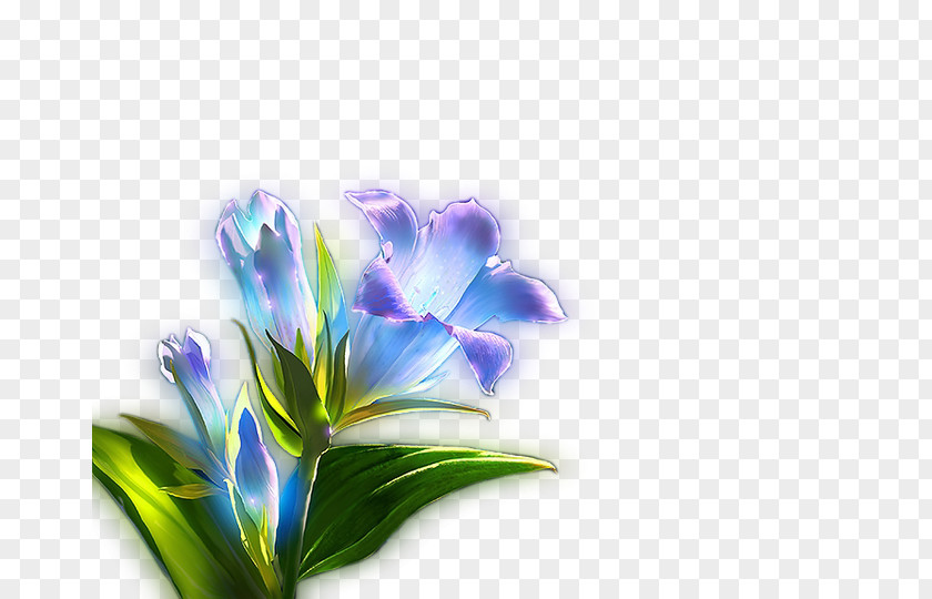 Blue Lily Light Lilium PNG