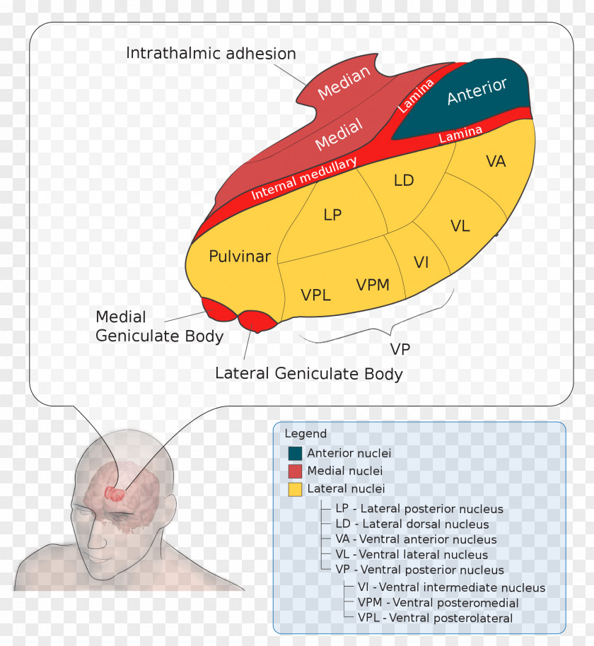 Brain Lateral Geniculate Nucleus Medial Thalamus Ventral Posterolateral PNG