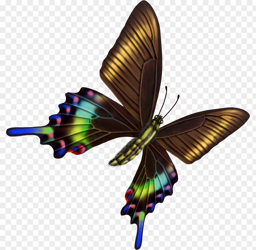 Butterfly Psychology Transparency And Translucency PNG