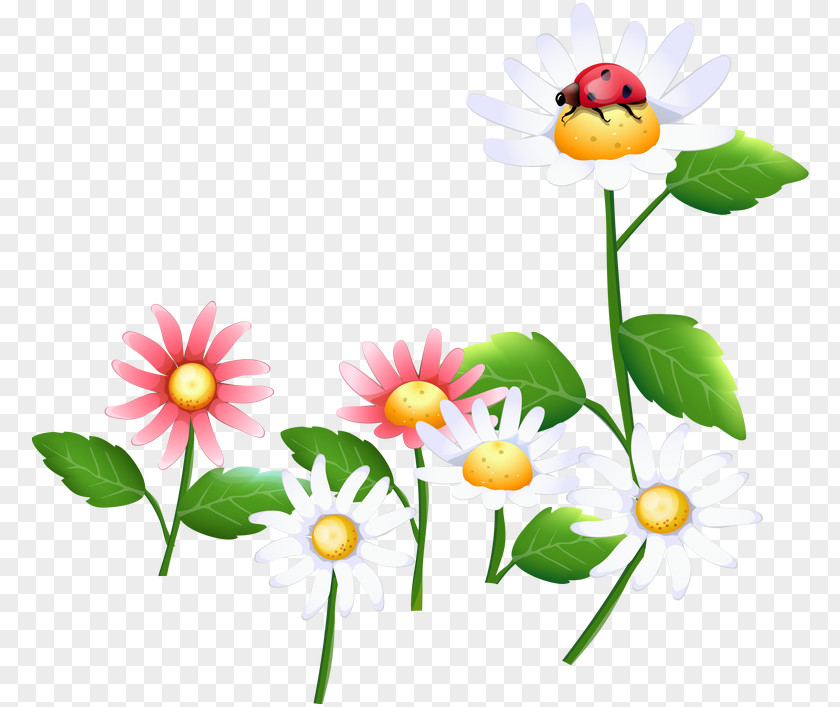 Flower Cdr PNG