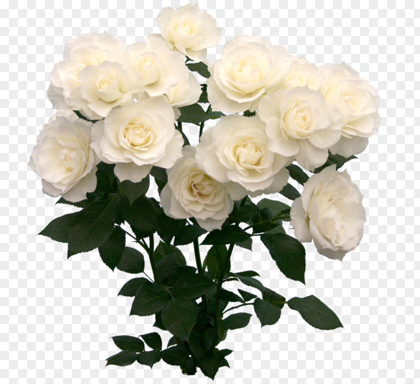 Flower Garden Roses Cut Flowers Cabbage Rose White PNG