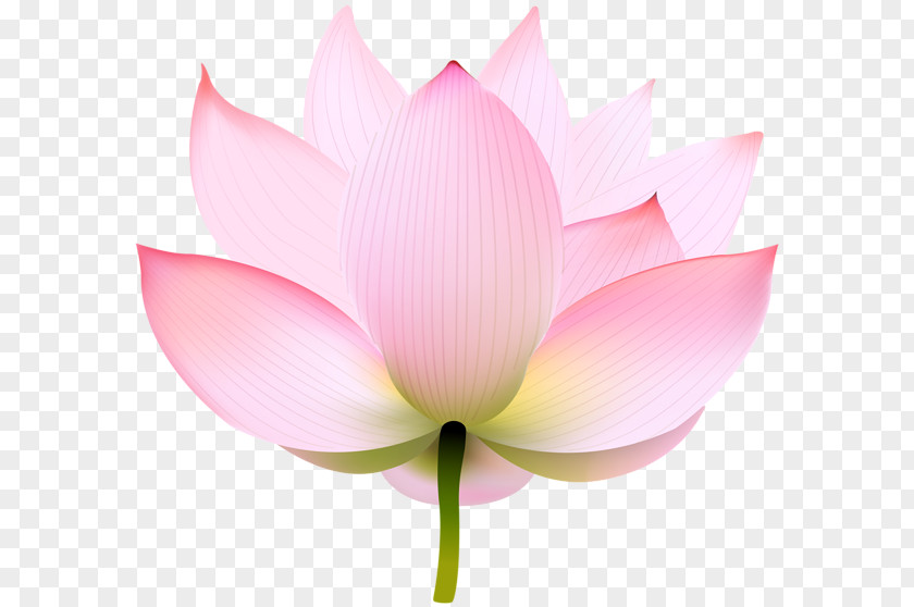 Lotus India Flower Nymphaea Nelumbo Image Clip Art Transparency PNG