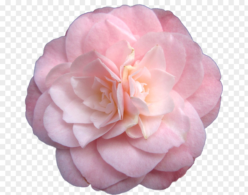 Pastel Flowers Pink Garden Roses PNG