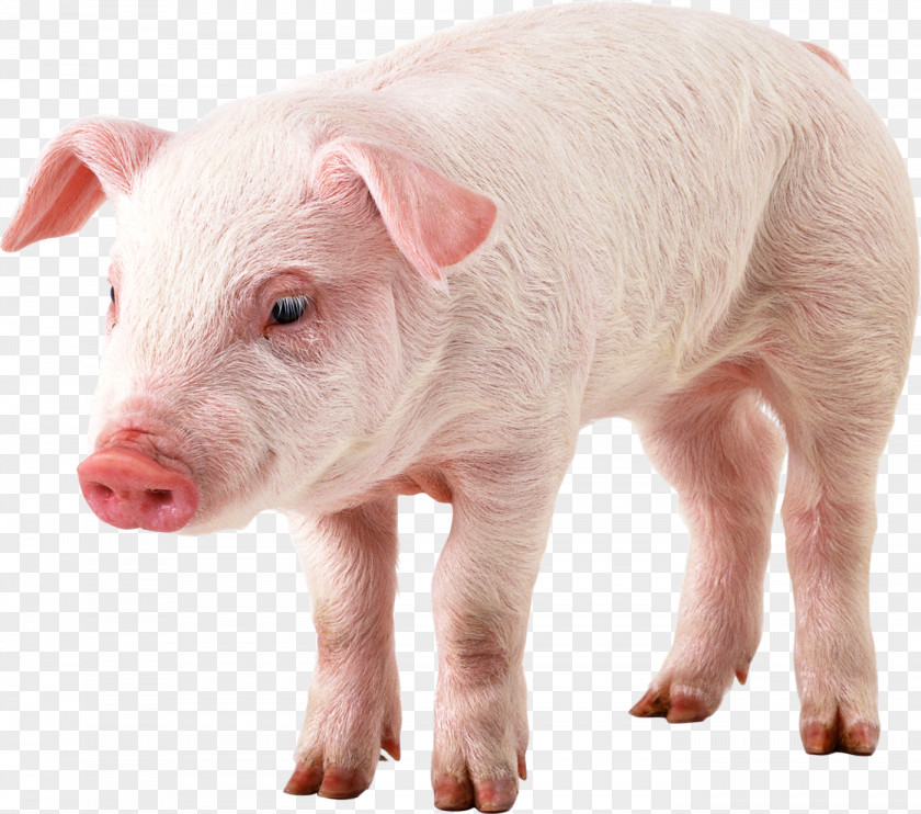Piglet Domestic Pig Display Resolution Clip Art PNG