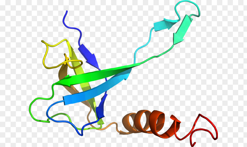 Start Codon Anticodon Clip Art Product Design Line Organism PNG