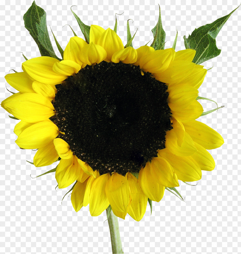 Sunflower Common Seed Daisy Family Photography PNG