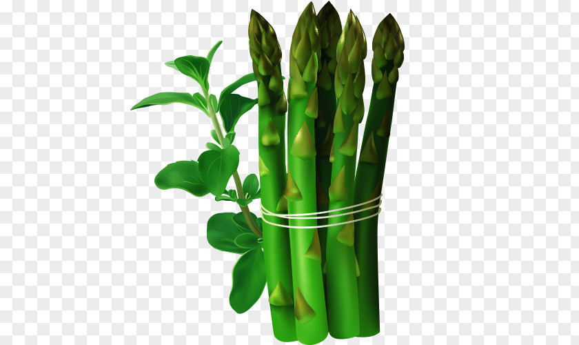 Vector Cartoon Bamboo Shoots Shoot PNG