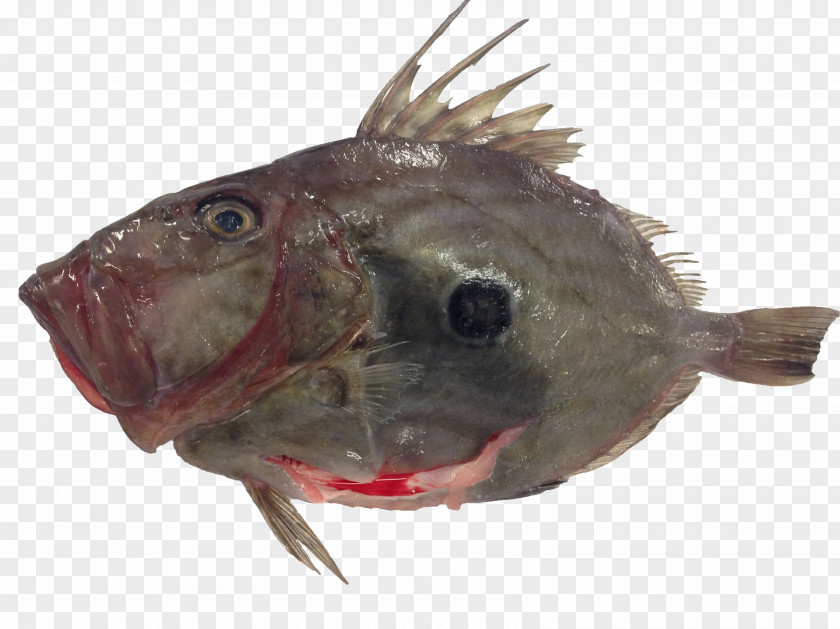 Angler Fish Cod Grouper Red Mullet Common Dentex PNG