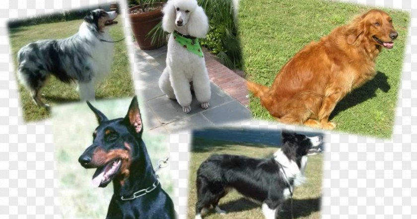Golden Retriever Border Collie Mix Dog Breed Australian Shepherd Rough Obedience Trial PNG