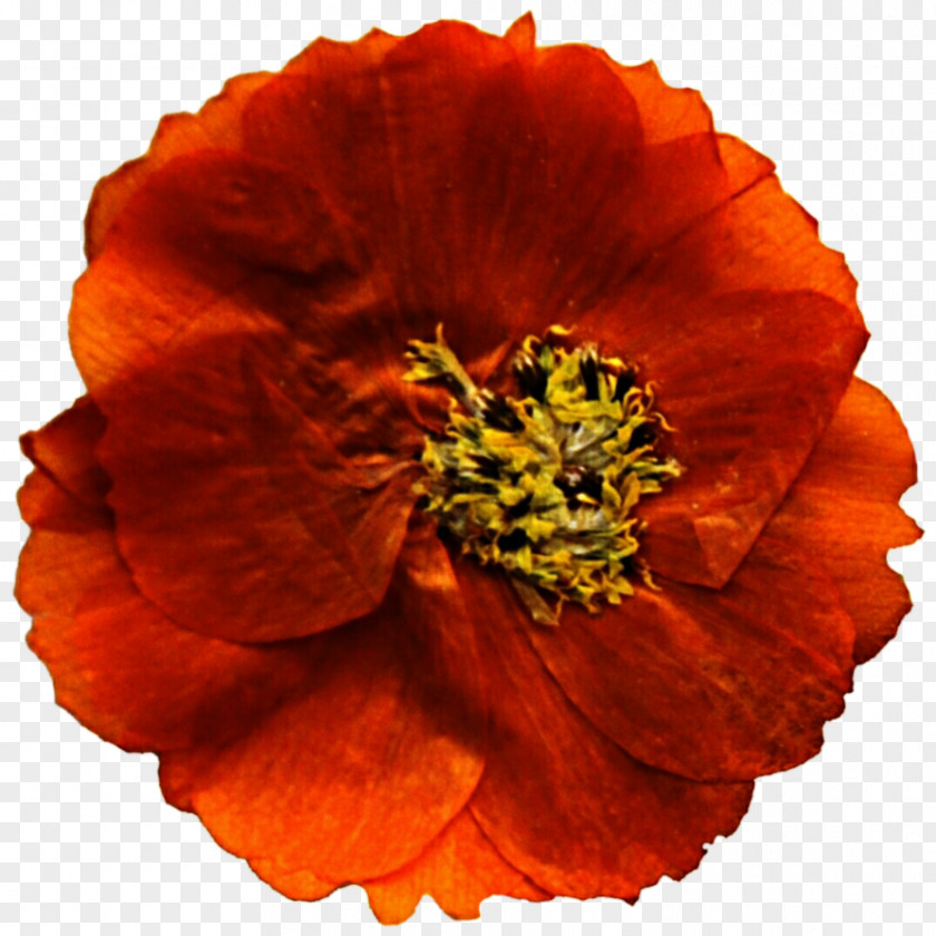 Marigold Mexican Flower Poppy Annual Plant Clip Art PNG