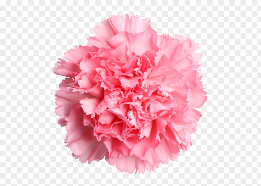 Pink Carnation Cut Flowers Mother's Day Rose PNG