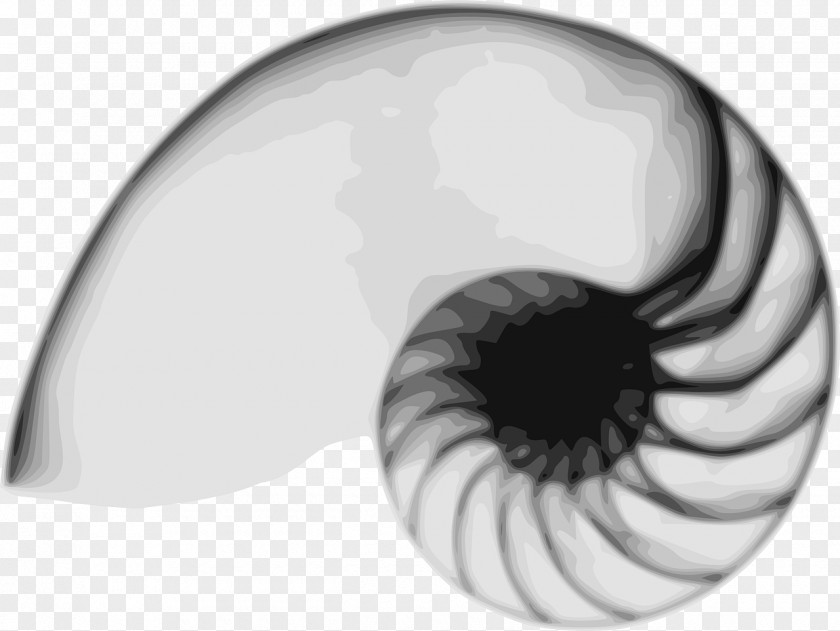 Seashell Nautilidae Ammonites Clip Art PNG
