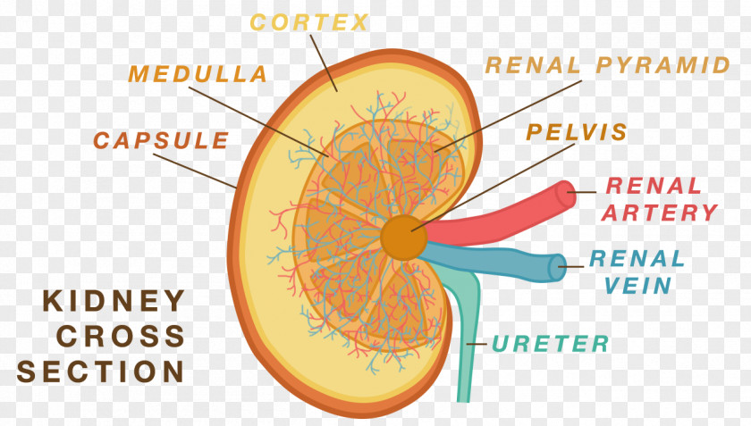 Cross Functional Team Anatomy Physiology Kidney Human Body Nephron PNG