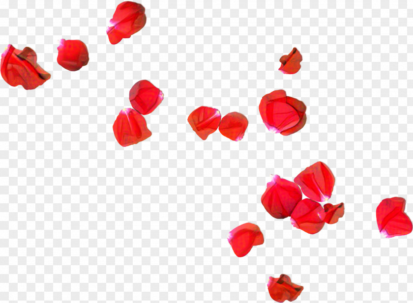 Petal Flower Rose Stock Photography Red PNG