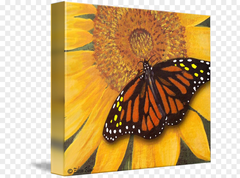 Watercolor Butterfly Monarch Insect Painting Gallery Wrap PNG