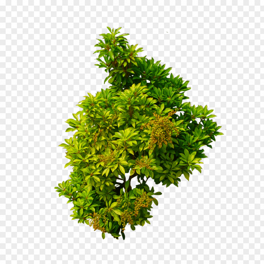 Yellow-green Dwarf Wood Shrub Tree Clip Art PNG