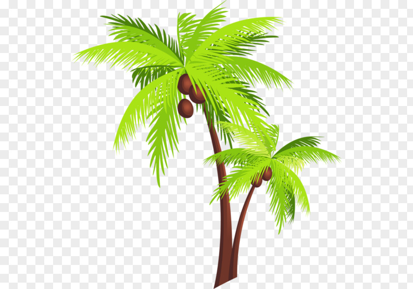 Coconut Arecaceae Tree Clip Art PNG
