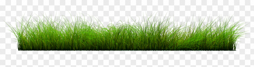 Lawn Wheatgrass PNG