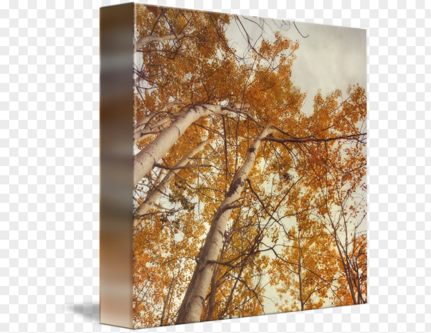 Leaf Autumn. Birches. Gallery Wrap Canvas PNG