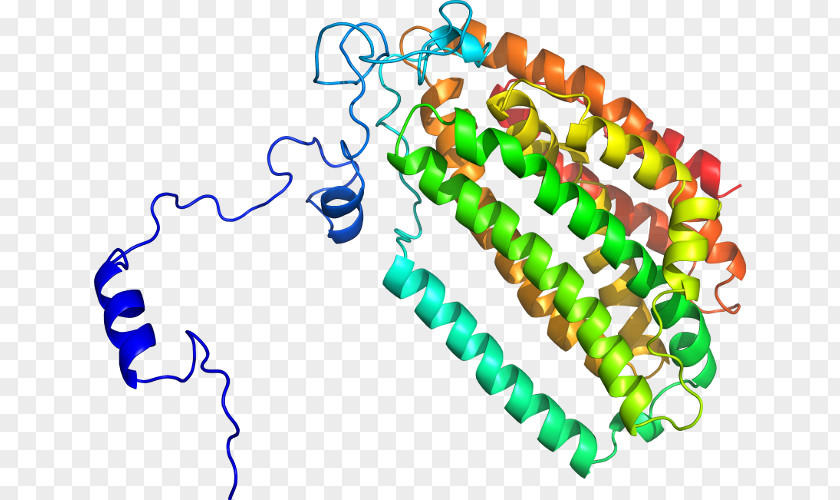 Jewellery Body Line Organism PNG