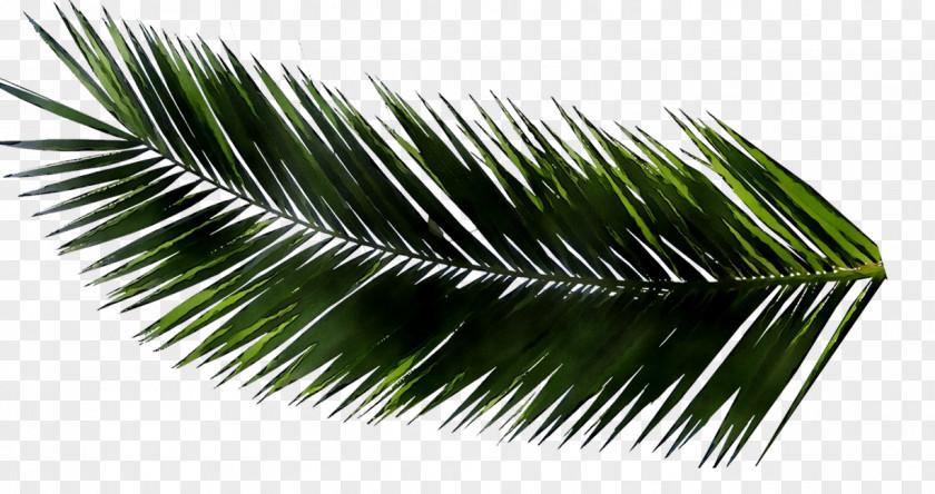 Metasequoia Glyptostroboides Palm Trees Leaf Branch PNG