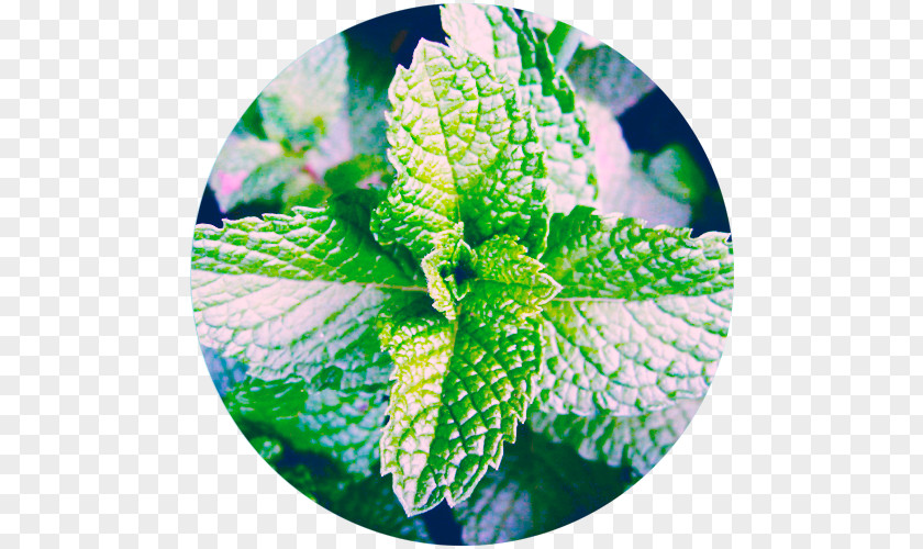 Vietnamese Cuisine Peppermint Mentha Spicata Indian Herb PNG