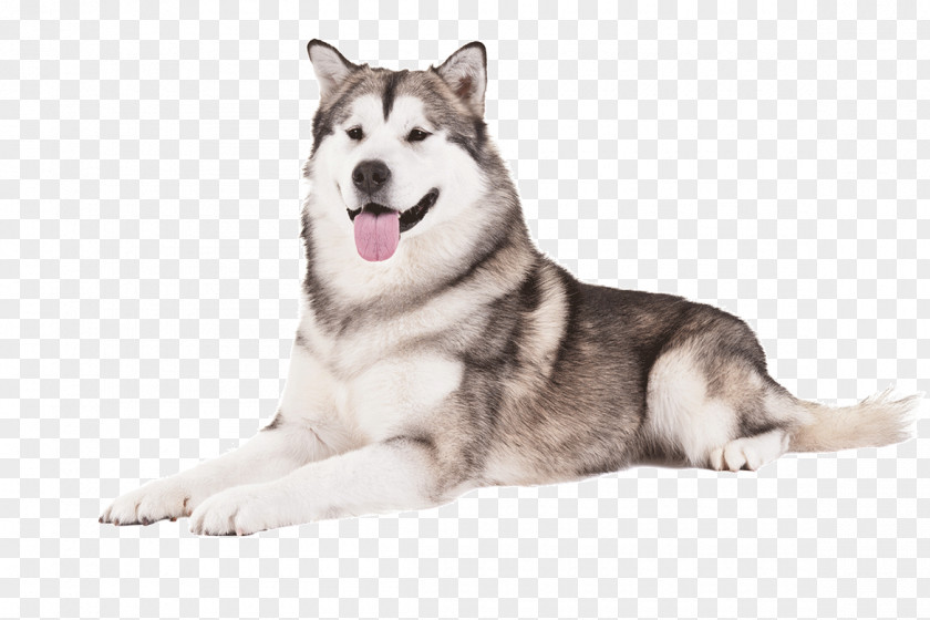 Huskies Alaskan Malamute Husky Cardigan Welsh Corgi Siberian American Eskimo Dog PNG