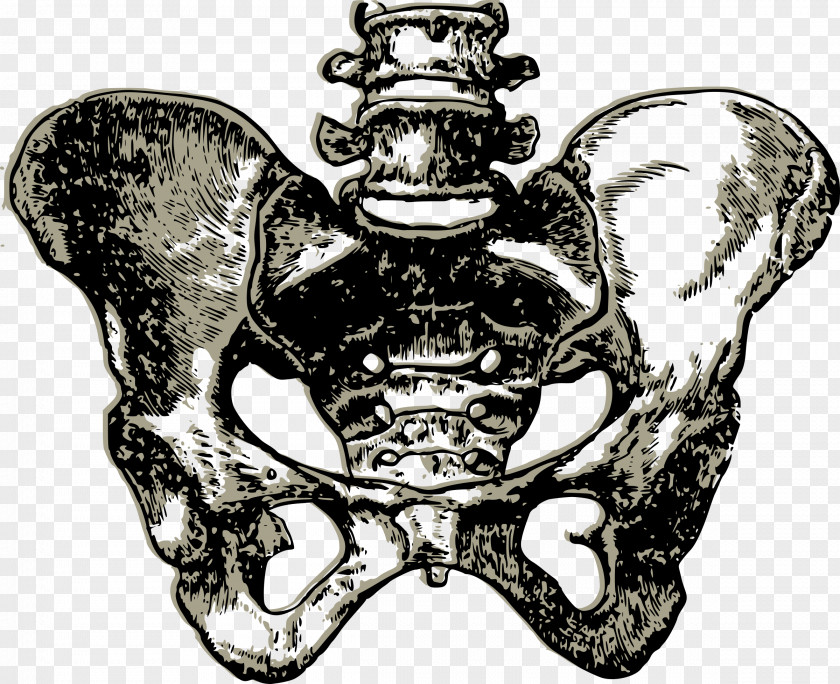 Pelvis Hip Bone Drawing Clip Art PNG