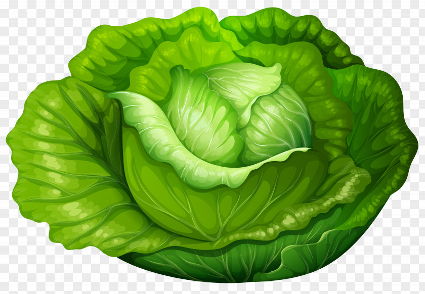 Cabbage Iceberg Lettuce Vegetable Clip Art PNG