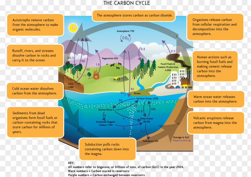 Carbon Cycle The Global Warming Greenhouse Effect Dioxide PNG