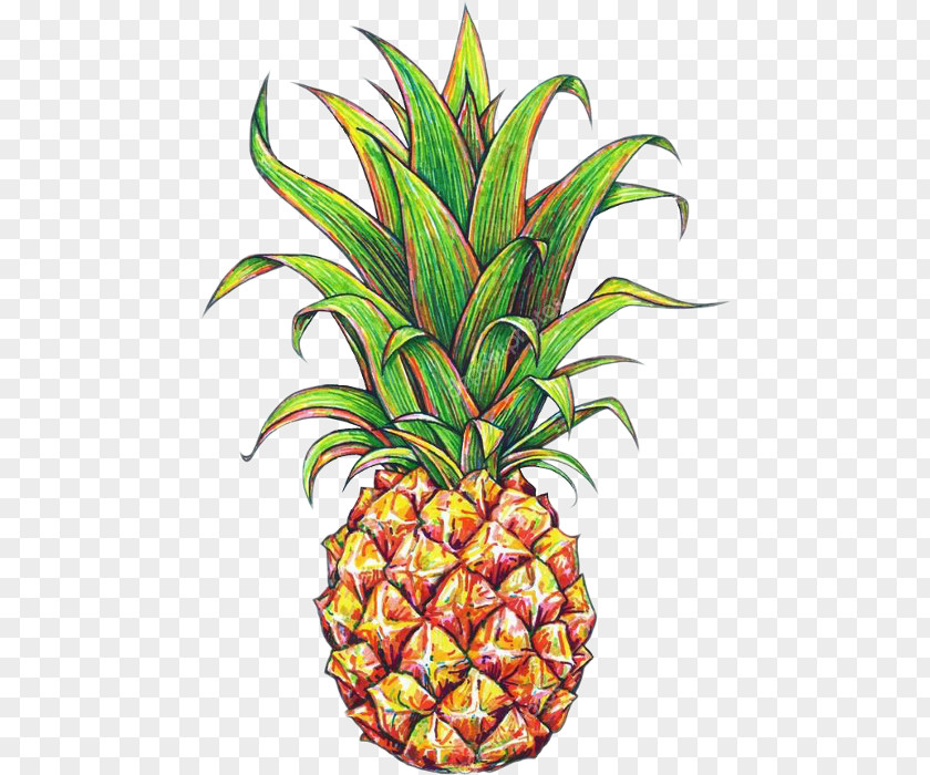 Pineapple Drawing Tropical Fruit PNG