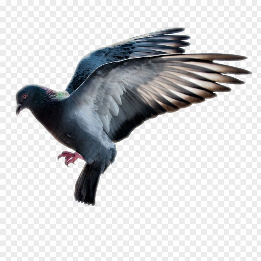 Rat PEST CONTROL BLACKBURN Pigeons And Doves Bird Control Spike PNG